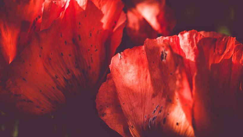 Turkish poppy by Heiko Westphalen