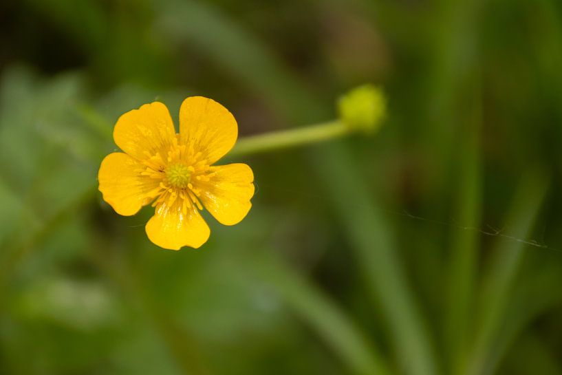 My sweet buttercup - buttercup by Foto van Joyce