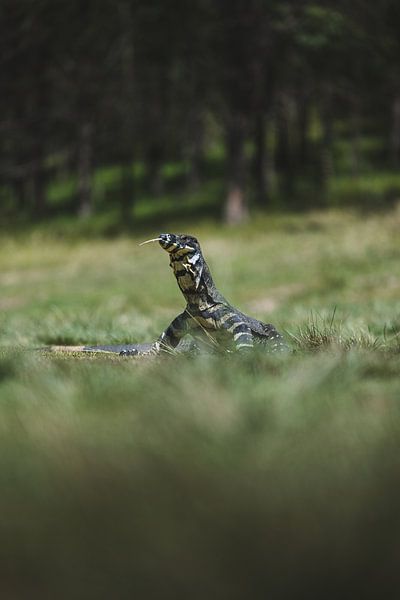 Animal Kingdom of the Blue Mountains: A Window on Australia's Diversity by Ken Tempelers