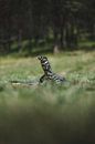 Animal Kingdom of the Blue Mountains: A Window on Australia's Diversity by Ken Tempelers thumbnail