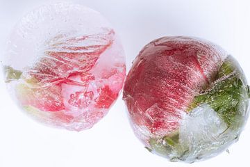 Bloesems van de anemoon in ijs 3 van Marc Heiligenstein