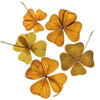Dry flowers, Flatten Flowers
