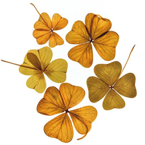 Blumen trocknen, Blumen glätten