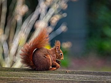 Squirrel by Rob Boon