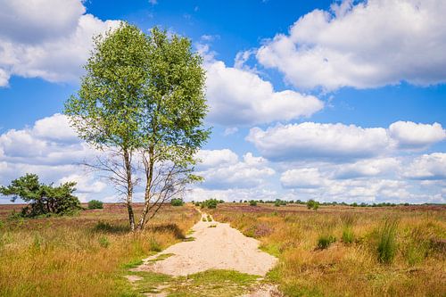 Das Rozendaal-Feld von der Veluwe aus