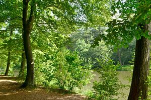 Au bord de l'eau, dans la forêt