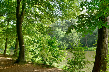 Au bord de l'eau, dans la forêt