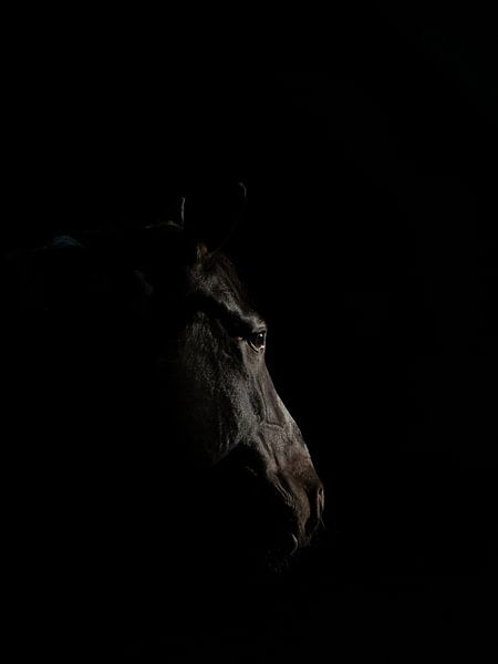 Portrait de cheval discret par erik woudenberg