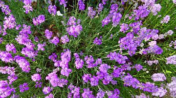 Lavendel in voller Blüte