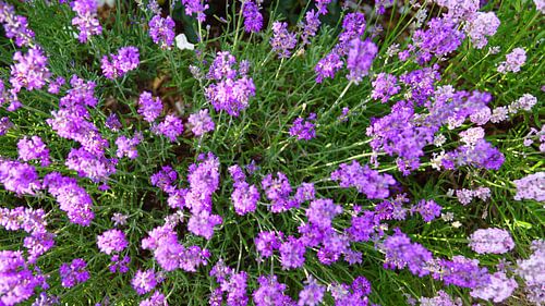 Lavendel in volle bloei