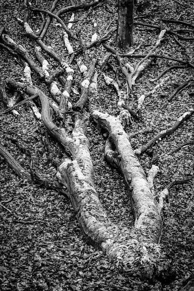 Umgefallener Baum im Speulderbos mit Moos. von Bart Ros