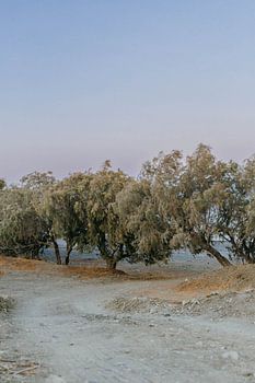 Coucher de soleil sur les arbres de la plage