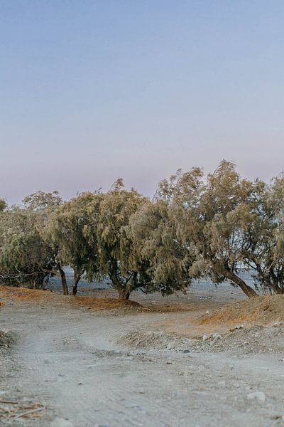 Trees on the beach sunset by Studio kleine vos