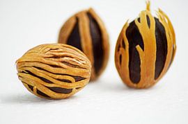 Muskatnuss von Casper Zoethout