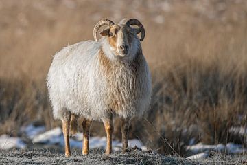 Schafe auf der Duurswouder Heide in zauberhaftem Licht von Fenna Duin-Huizing