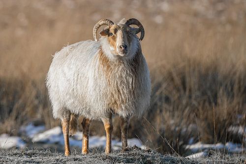Sheep on the Duurswouder heath in enchanting light