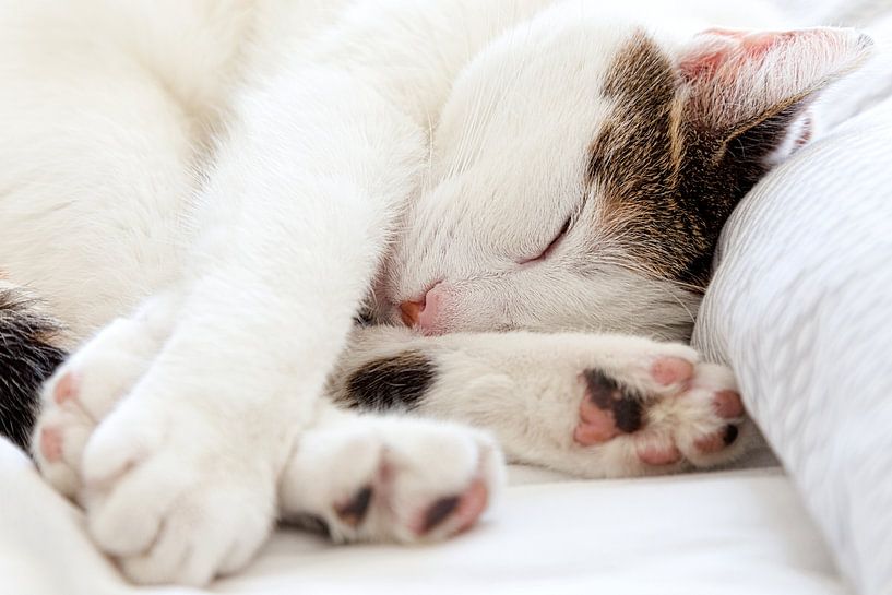 Mooie, witte slapende kat van Miranda van Hulst