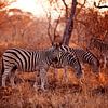 Zebra's die eten tijdens zonsondergang van Anne Jannes