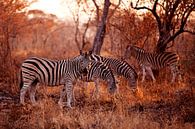 Zebras grazing at sunset by Anne Jannes thumbnail
