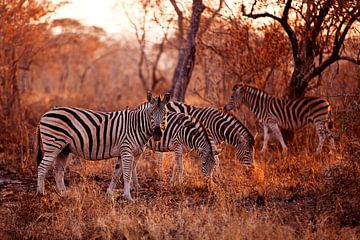 Zebra's die eten tijdens zonsondergang