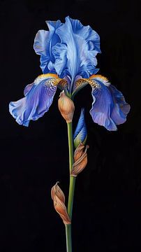 Iris, prachtige bloem in diep blauw van Studio Allee