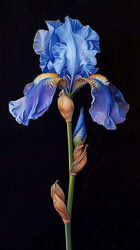 Iris, belle fleur en bleu profond