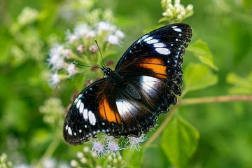 Magnifique papillon. sur Floyd Angenent