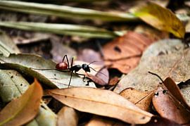 Dinomyrmex gigas ant in the jungle by Frank Photos