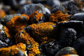 Korstmos op kiezels by Martin van der Plas