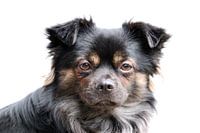 Longhaired Chihuahua
