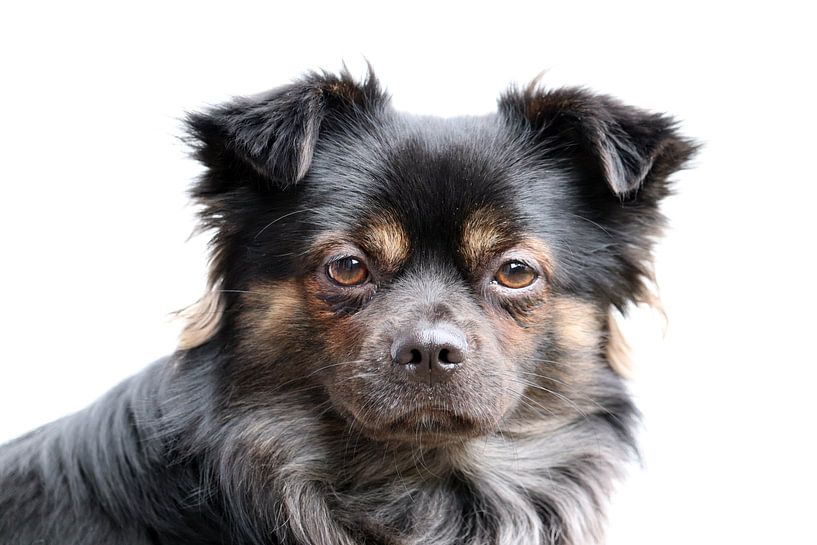 Langhaar-Chihuahua von Clicksby JB