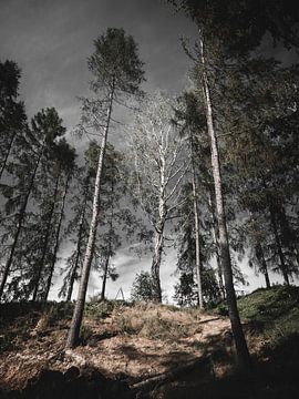 Farbige Landschaftsfotografie von JBJart Justyna Jaszke