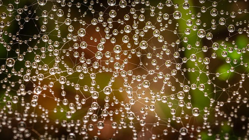 kleine waterdruppels in een spinnenweb van Erwin Pilon