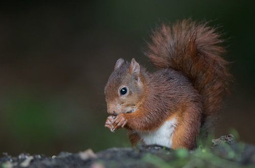 Rode Eekhoorn in het bos