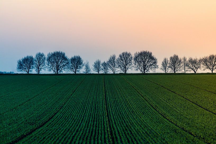 Landschap met jong graan van Marianne Twijnstra