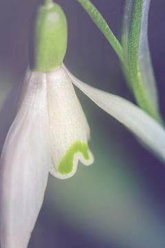 Sneeuwklokje, dichtbij (Galanthus nivalis) van Alessia Peviani