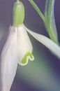 Sneeuwklokje, dichtbij (Galanthus nivalis) van Alessia Peviani thumbnail