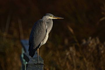 Blauwe reiger van Marcel Versteeg