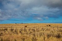 landschap