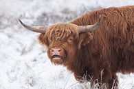 Scottish Highlander by Rob Christiaans thumbnail