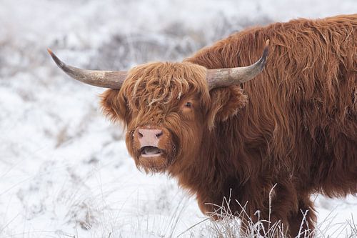 Schotse Hooglander