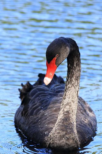 Black swan in the water