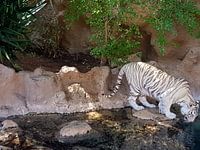 Een prachtige exotische bengaalse tijger aan het drinken. A Beautiful Bengal Tiger drinking.