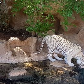 Een prachtige exotische bengaalse tijger aan het drinken. A Beautiful Bengal Tiger drinking. sur Jeffrey Glas