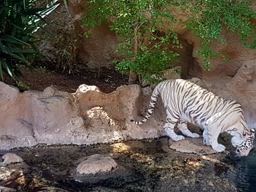 Een prachtige exotische bengaalse tijger aan het drinken. A Beautiful Bengal Tiger drinking. van Jeffrey Glas