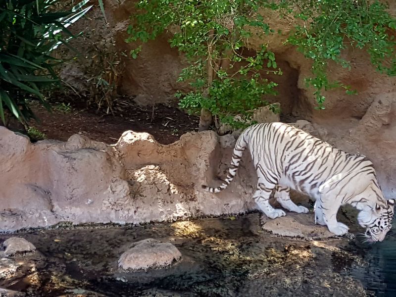 Een prachtige exotische bengaalse tijger aan het drinken. A Beautiful Bengal Tiger drinking. par Jeffrey Glas
