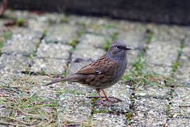 Heggemus van Wierd Koops