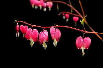 Gebroken hartjes (Dicentra) van Corinne Welp