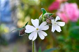 White Cuckoo flower in my garden by Corinne Welp