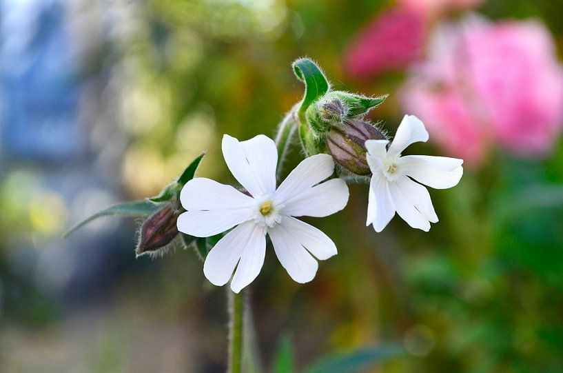 Witte Koekoeksbloem in mijn tuin van Corinne Welp